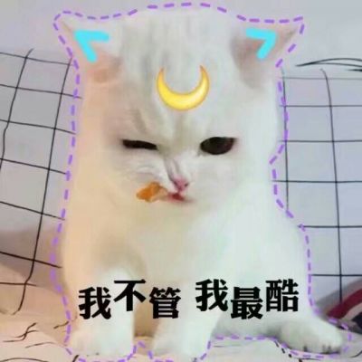 猫咪搞怪头像