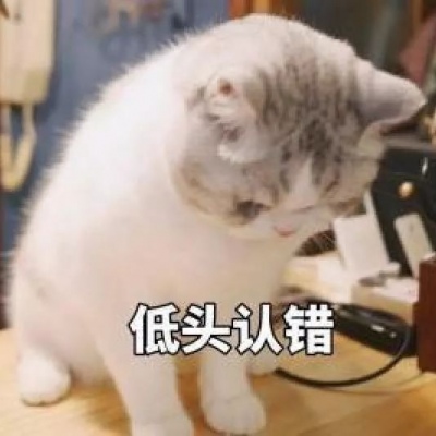 摆烂猫咪专用头像