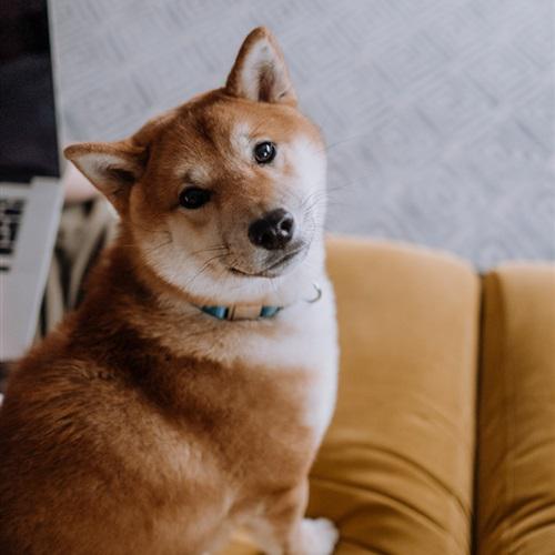 秋田犬头像