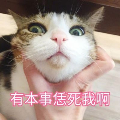 恶搞猫咪头像