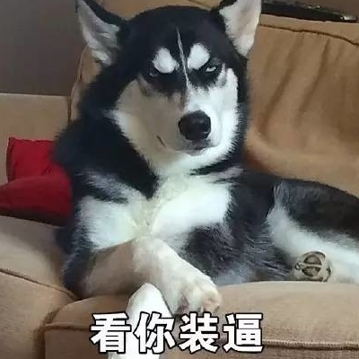 qq狗狗头像