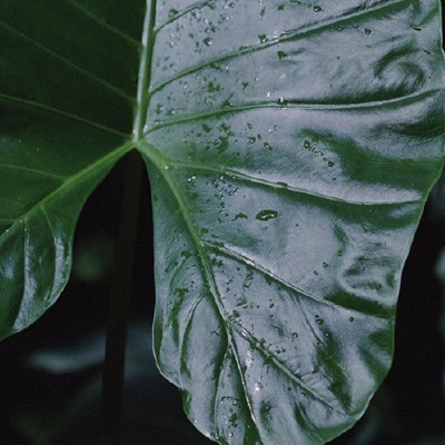 头像风景或花草