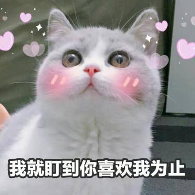 可爱猫咪头像高清