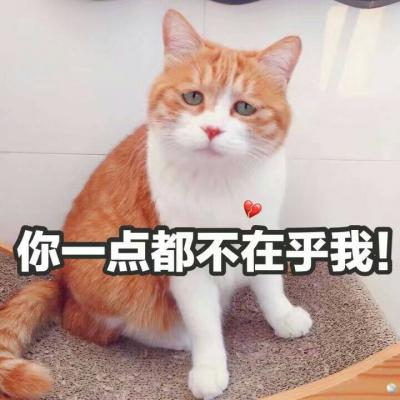 可爱搞怪猫咪头像