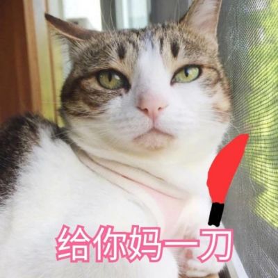 猫咪头像恶搞