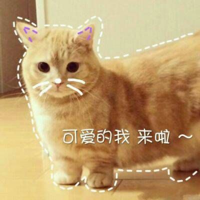 头像搞笑猫咪