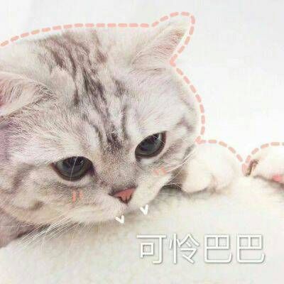 2023最火头像猫咪