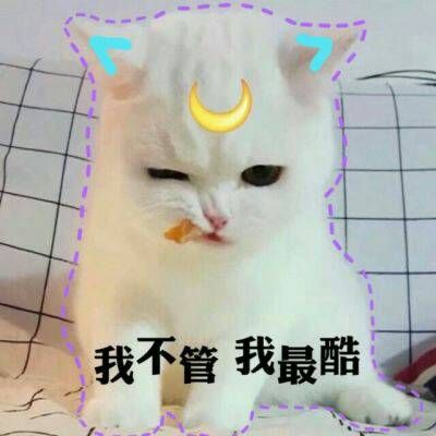 可爱头像动物猫猫