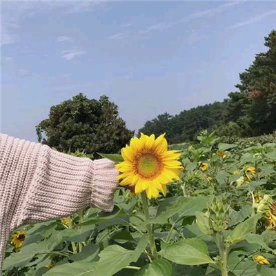 头像图片大全风景花草