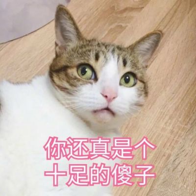 猫咪头像恶搞