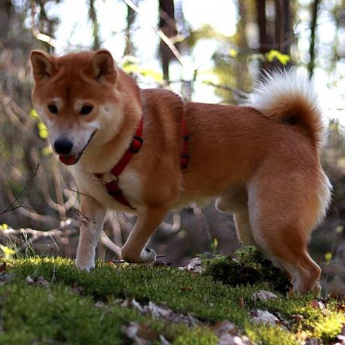 耀扬头像秋田犬