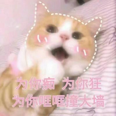 猫咪头像可爱微信头像