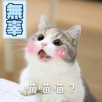 动物头像图片 可爱猫咪