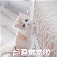 猫咪搞怪头像搞笑