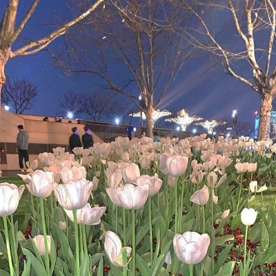 鲜花微信头像图片大全清雅