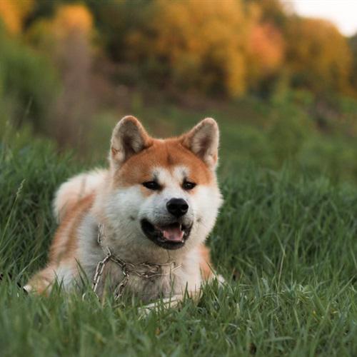 秋田犬头像