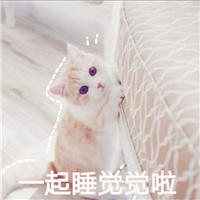 小猫可爱头像