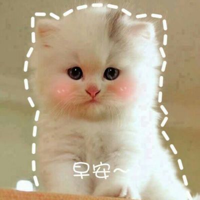 头像搞笑猫咪