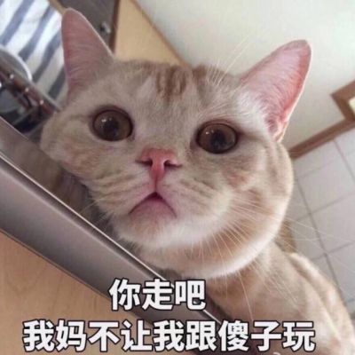 猫咪老师头像微信高清