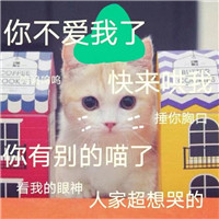 猫咪搞怪头像搞笑